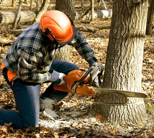 Tree Removal in Champlain, VA